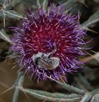 Bombus mesomelas mâle